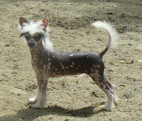 Idem Top Model De Rama