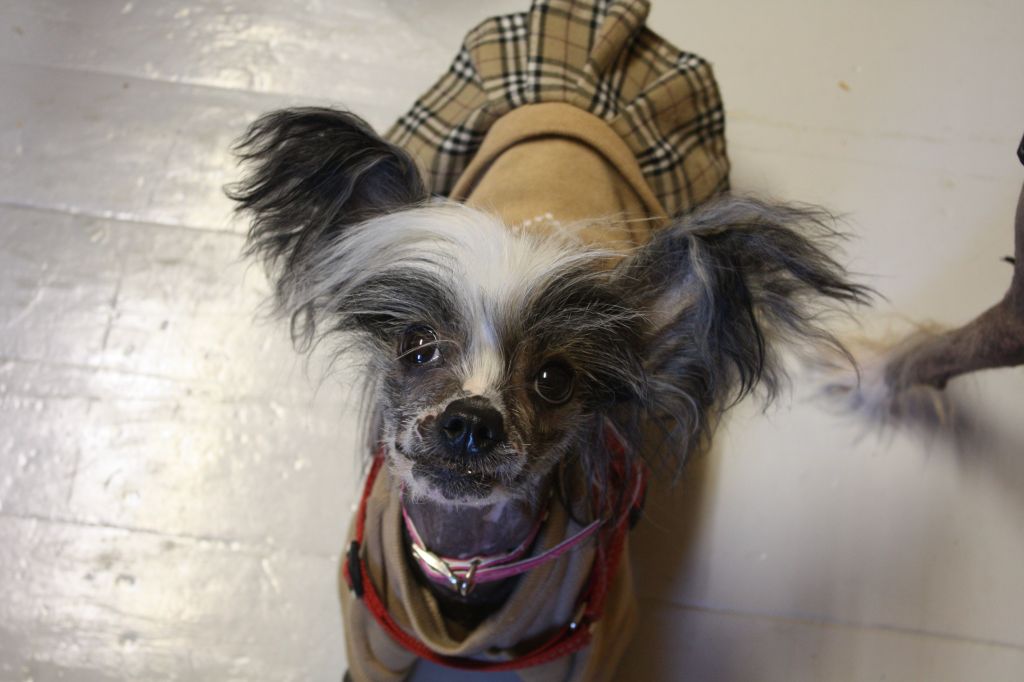 Magic'N Mystic Jungle Jane