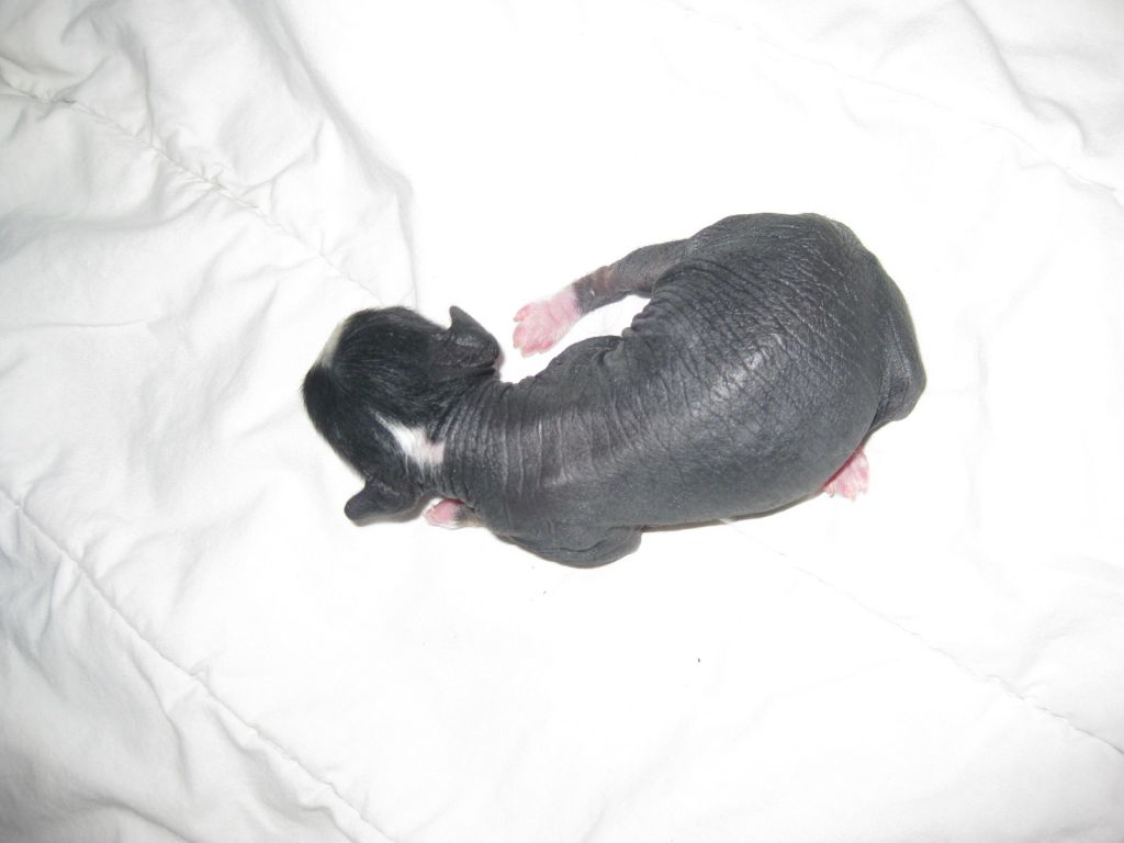 Magic'N Mystic Jolly Playmate