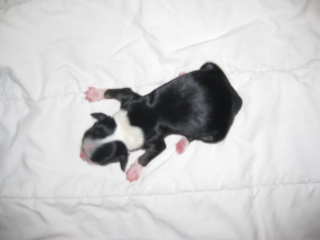 Magic'N Mystic Jing Jang