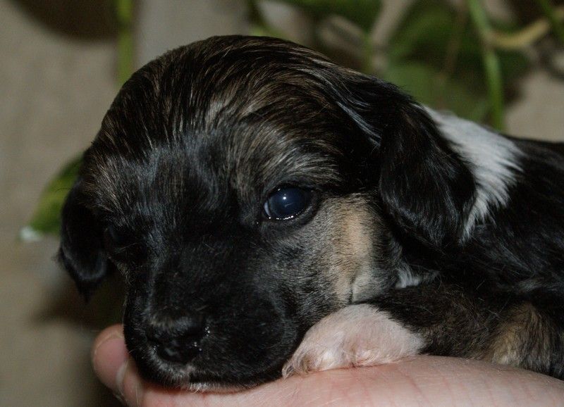 Elyott Du Coeur Des Tenebres