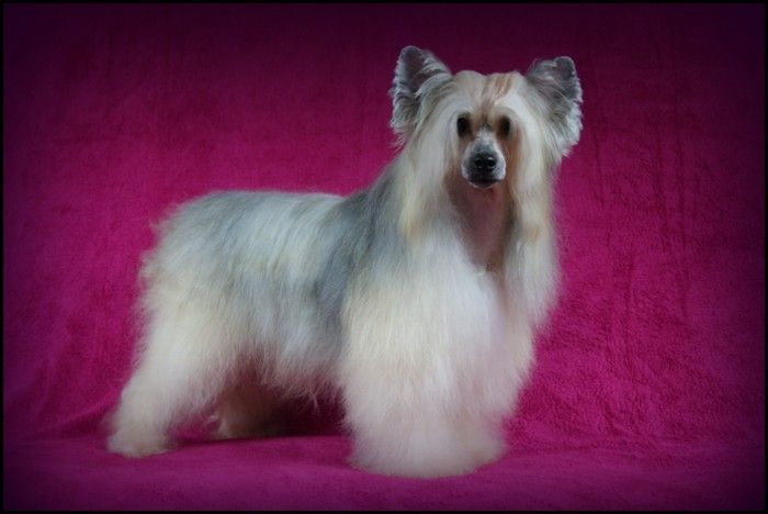 Elhoa Pandora Du Coeur Des Tenebres