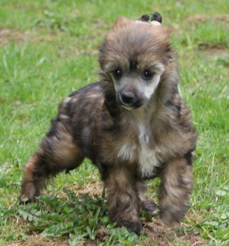 Embrosia Du Coeur Des Tenebres