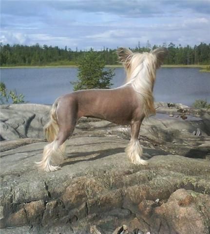 Tournais Yo Supa Gangsta