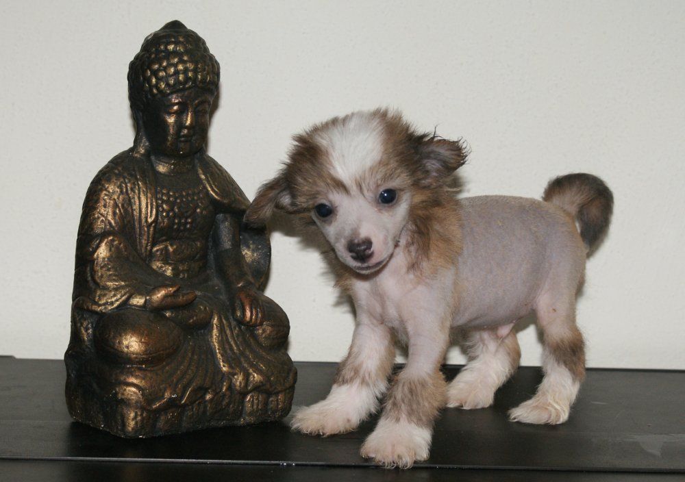 Cuckoo town's Tornado