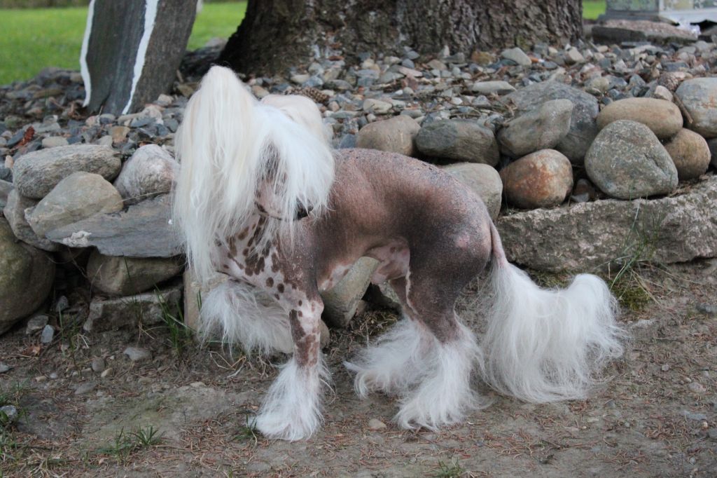 Ikioma Canuunan-Cuula