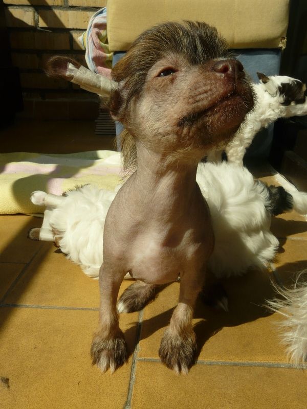 Bugatti Veyron Piaulau-Gou