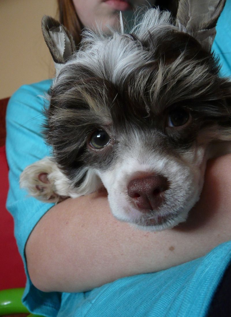 Banana Shake Piaulau-Gou