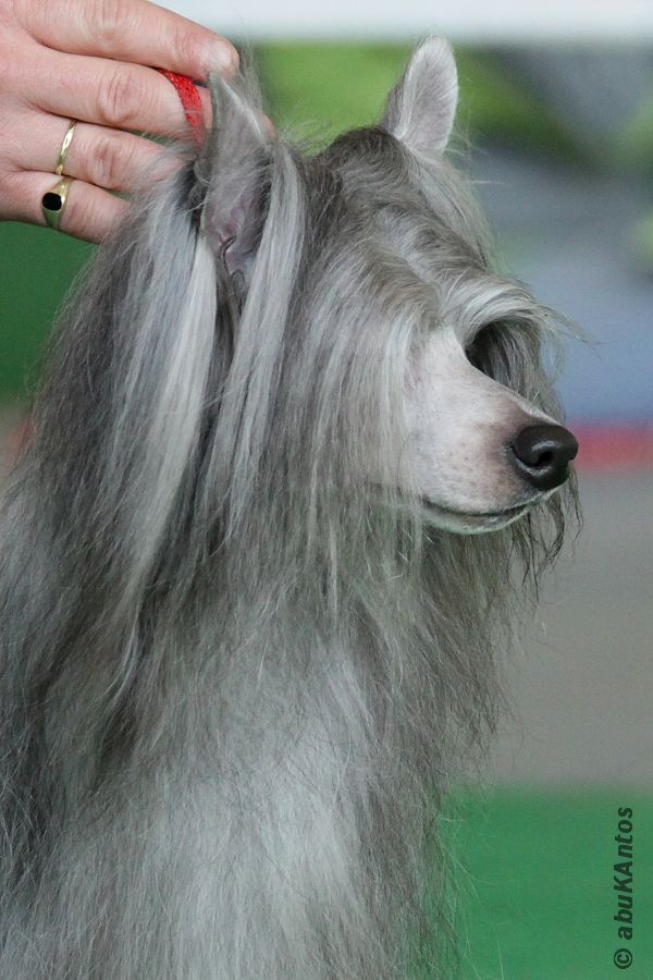 Yankee Pibaro De Gabritho