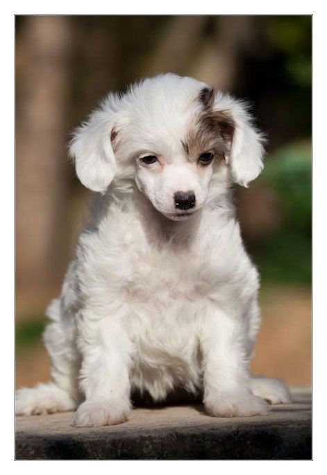 Yeah, Yeah De Gabritho