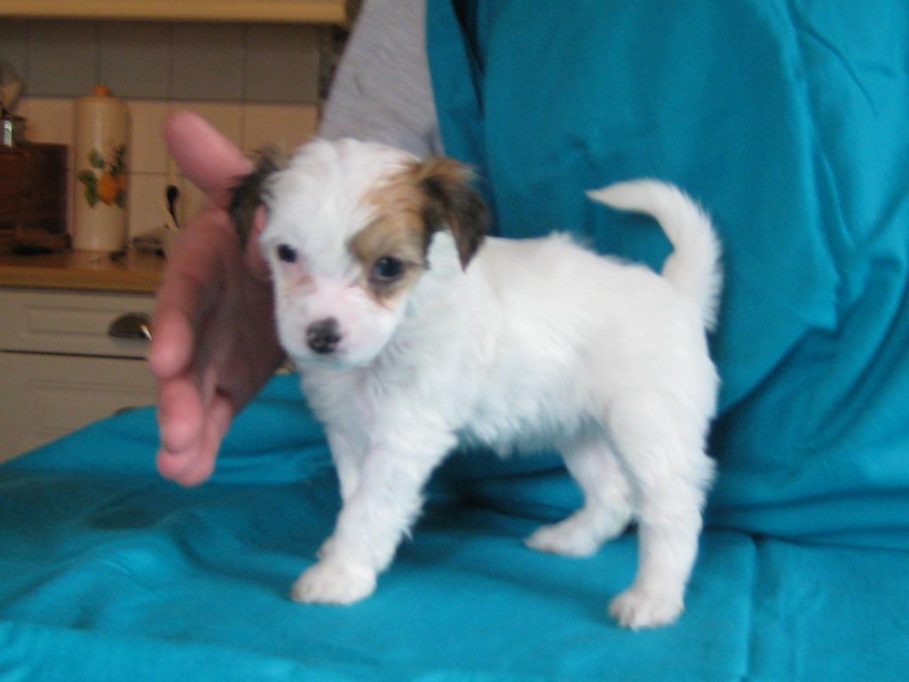 Icecrested's Afrodite