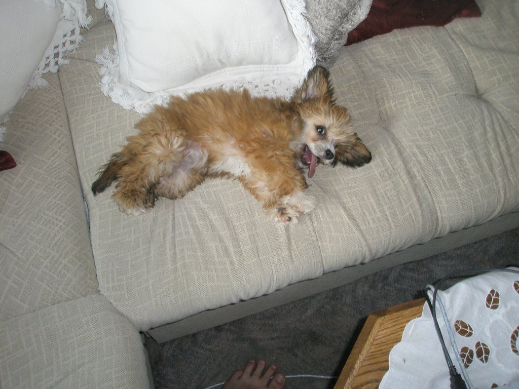 Amazonia de Queen Malverne