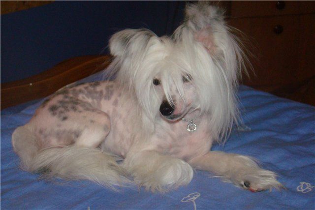 Angel O' Check Eurasia