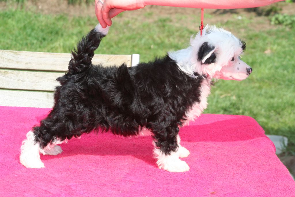 It's Lovely Island Shangri-La