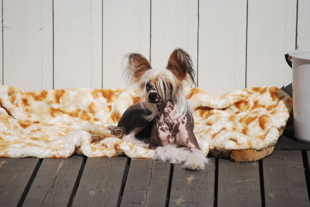 Stormcrest Little Twister