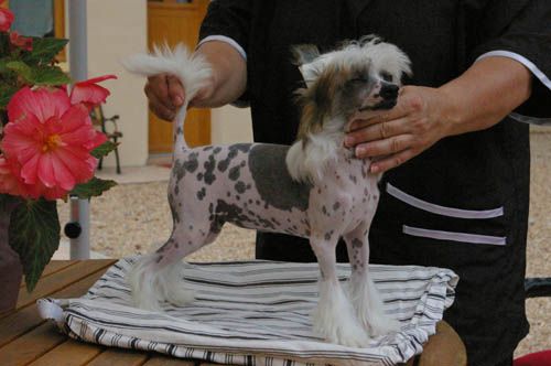 Oriental Jokes Exquisite