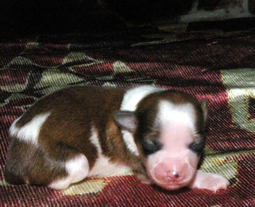 Oriental Jokes Evans