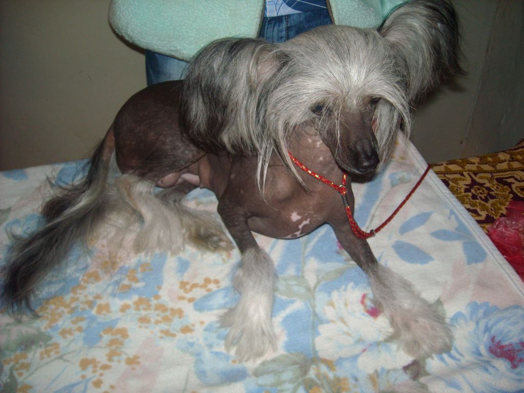 Lesnaya Skaska Chernaya Rosa