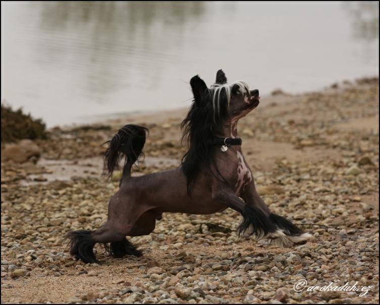 Sea Fire's Yabba-Dabba-Doo