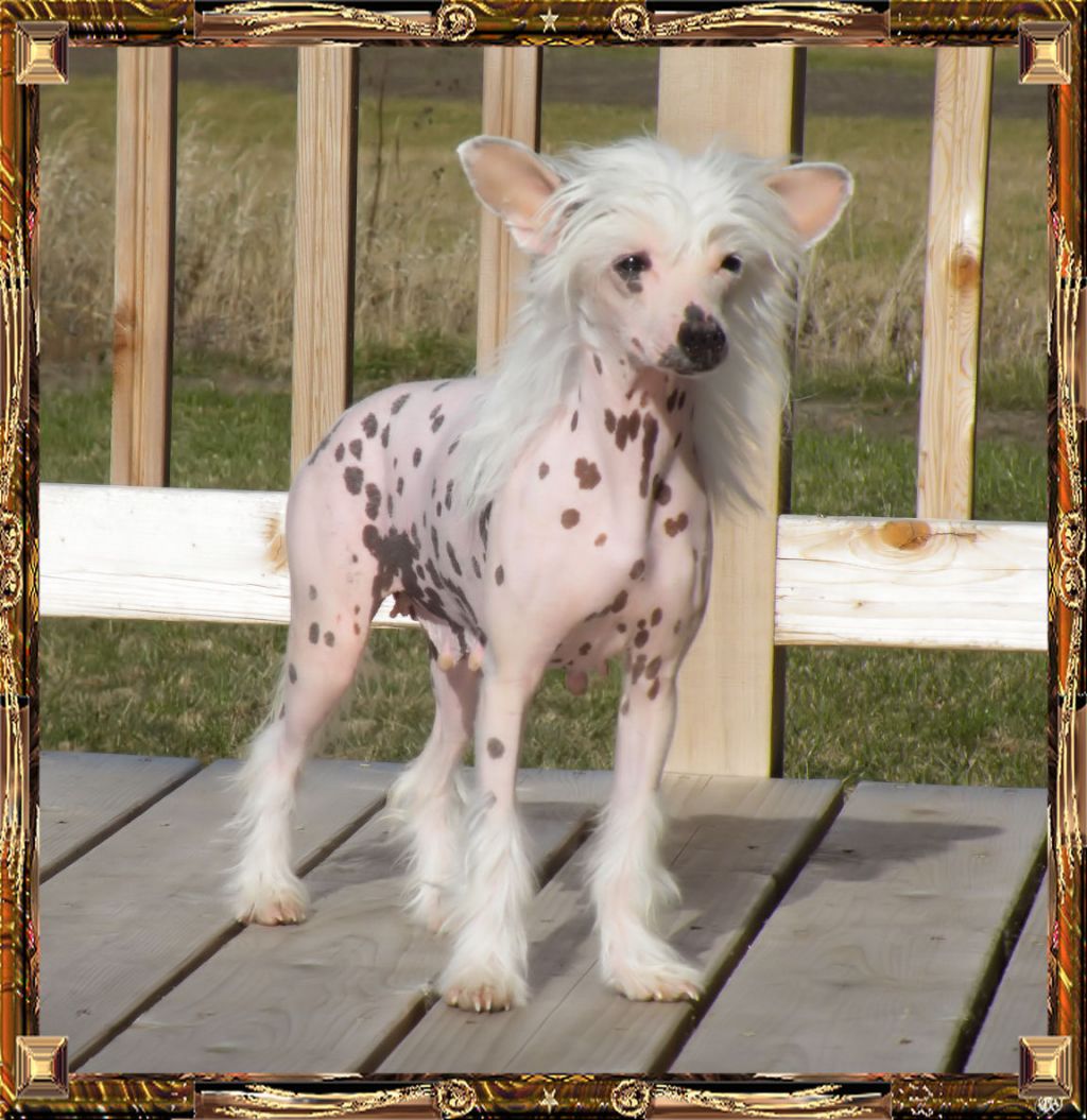 Daretobebare's Designer Label