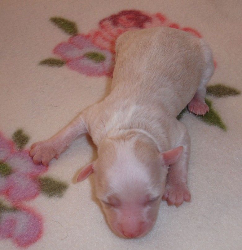 Antonia Albi Salanbro