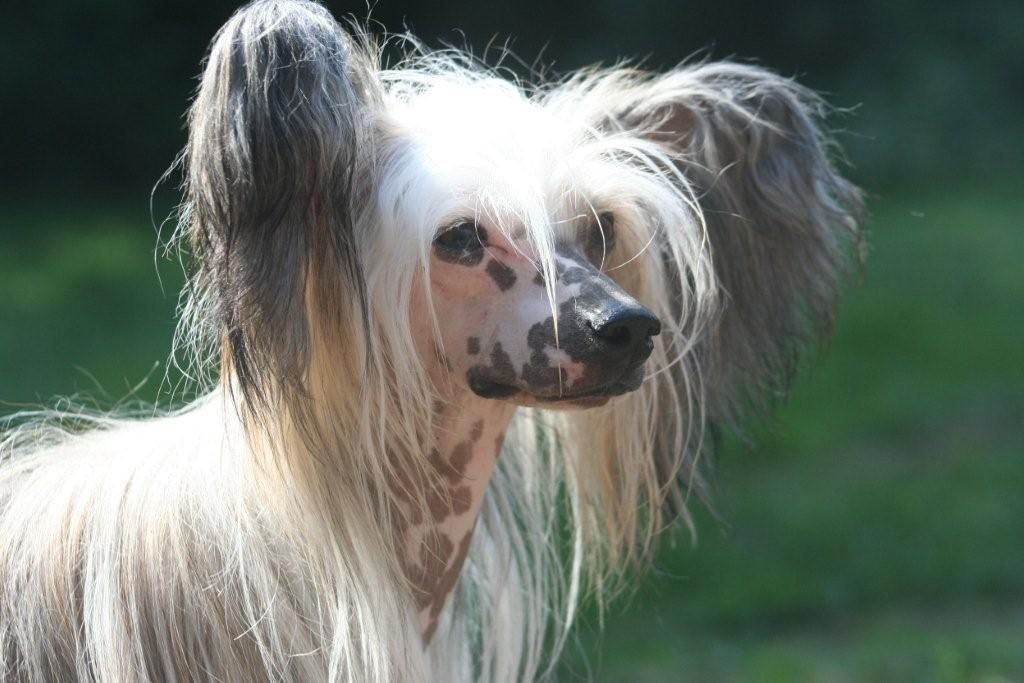 Leibwache Bad Boy Lincoln