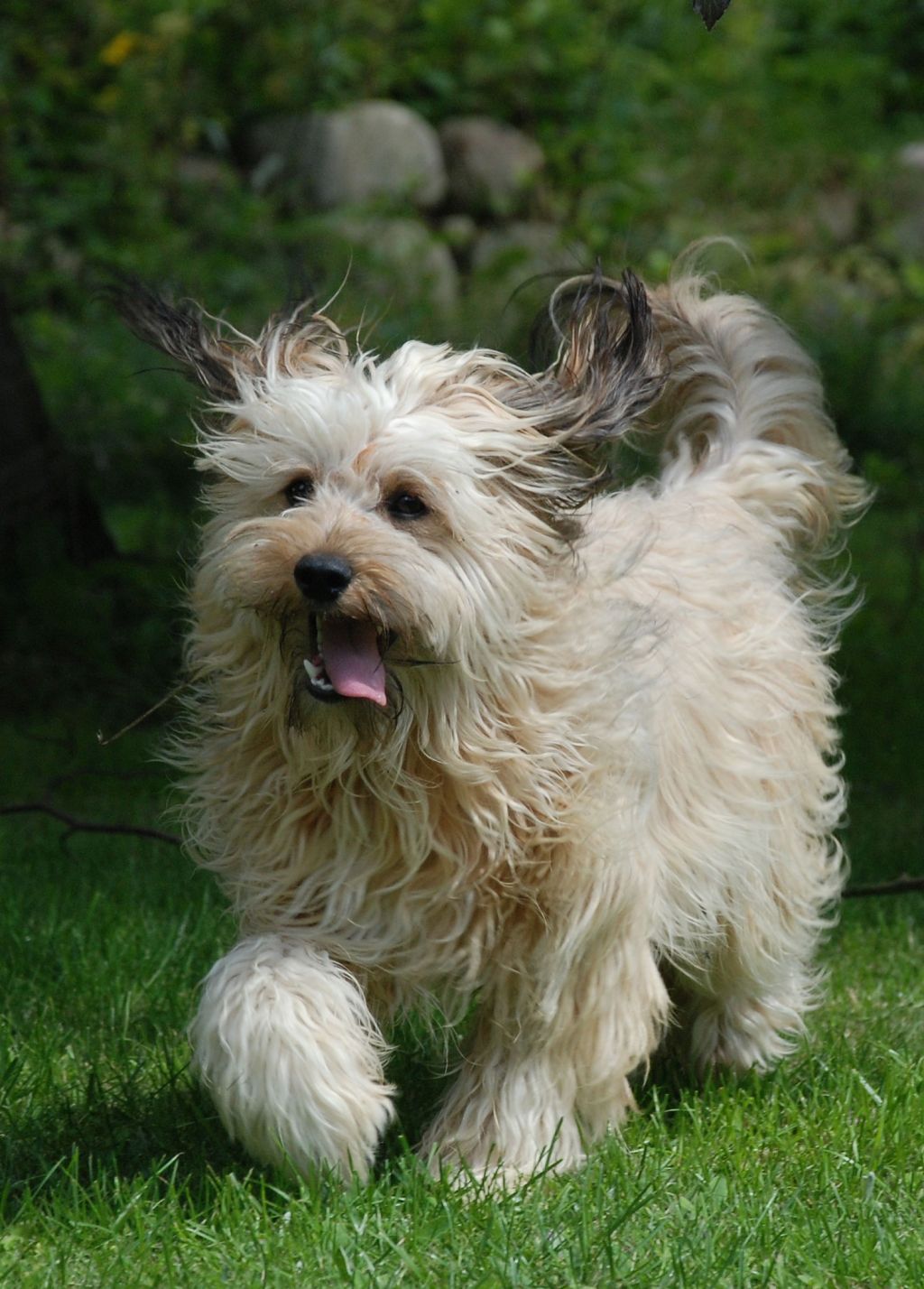 Crazy Diamond Amazing Jack Sparrow