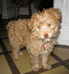 Crazy Diamond Amazing Queen off Saba