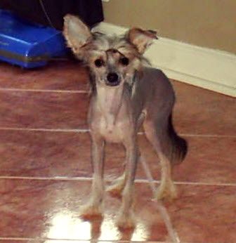 Diva's Bad Hair Day