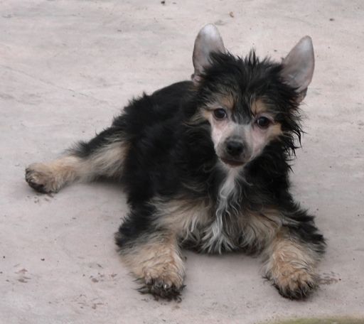 Lisbury's Winter Storm