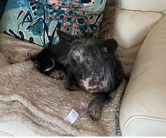 Apriori Vip Sorrento Scherzando