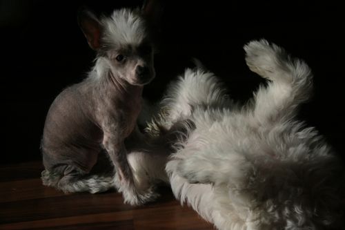 Big Jokes Granny's Mishap