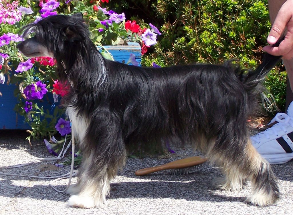 Chikita's Triple Threat By Lesmar