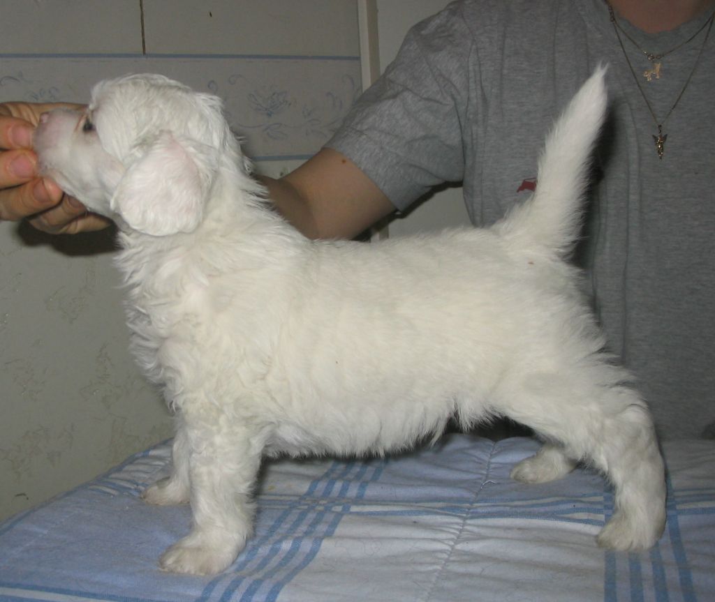 Kiikunkaakun Morjesta Pöytään