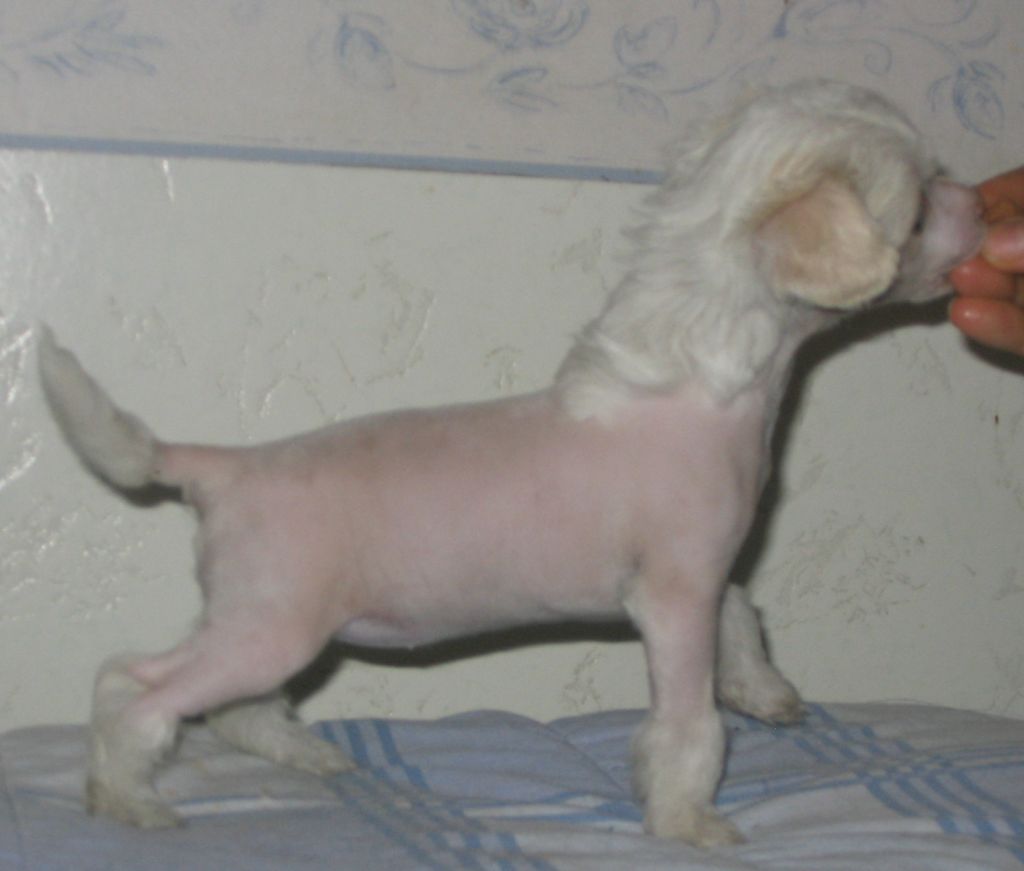 Kiikunkaakun Mitä Se Hyövää