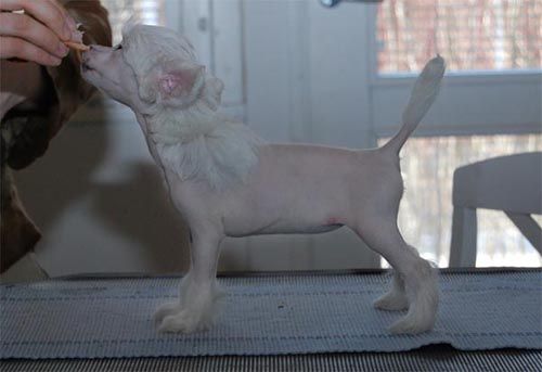 Kiikunkaakun Mistä Sä Heräsit