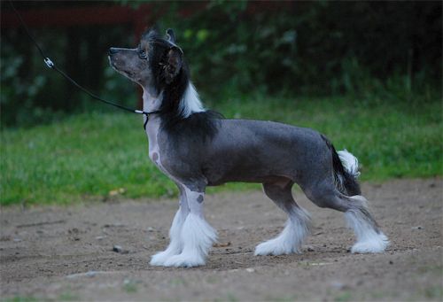 Silent Key's Queen Elisabeth