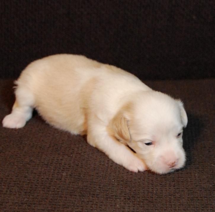 Shina Gold Go Go to Goa (Goga)