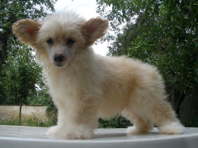 Nilli En Illeli Al Maarii Sapphire