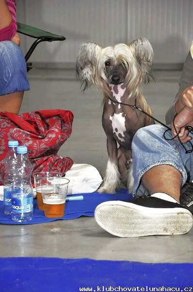 Cess Cawley Z Jaromerskeho panstvi