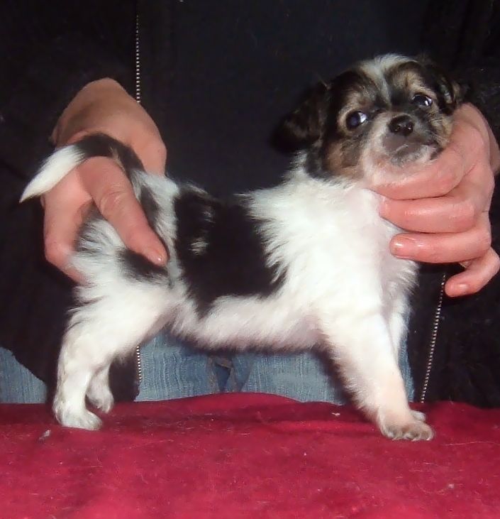 EMIKA Grzywkomania