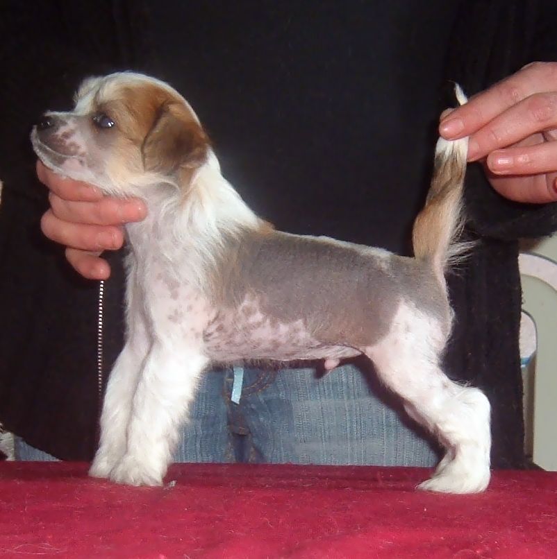 ELEGANT  Grzywkomania