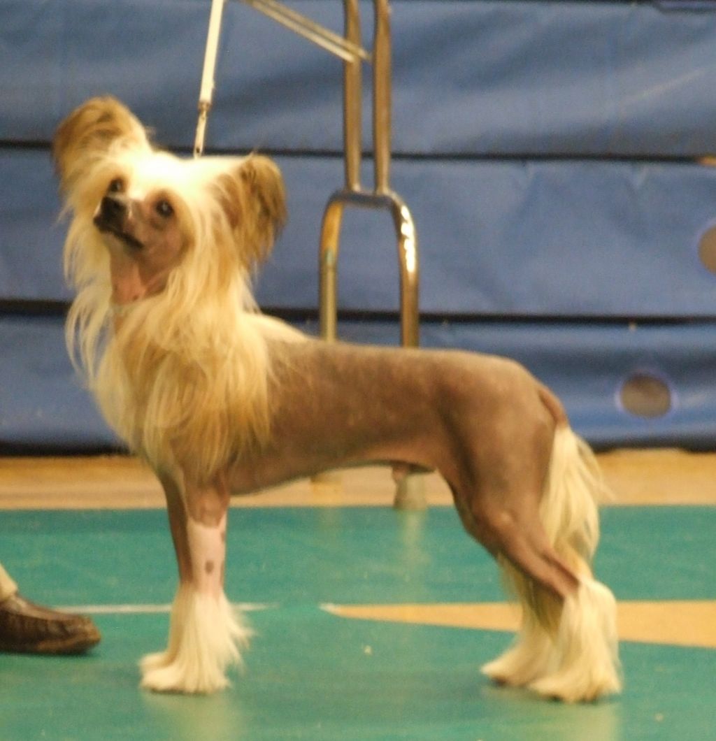 Lemiz Badge of Honour  