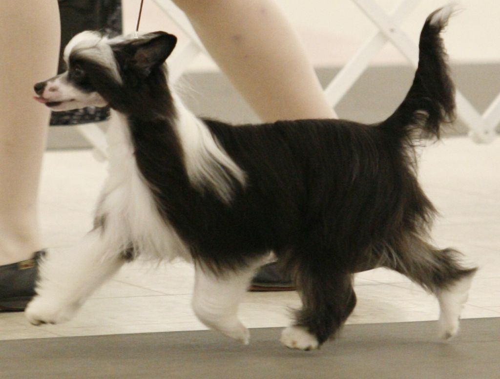 Altacrest's Shimmer Of Hope