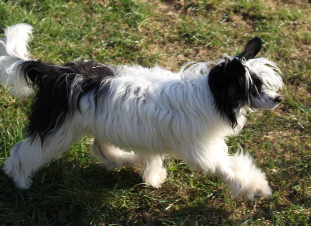 Forbidden Affair von Shinbashi