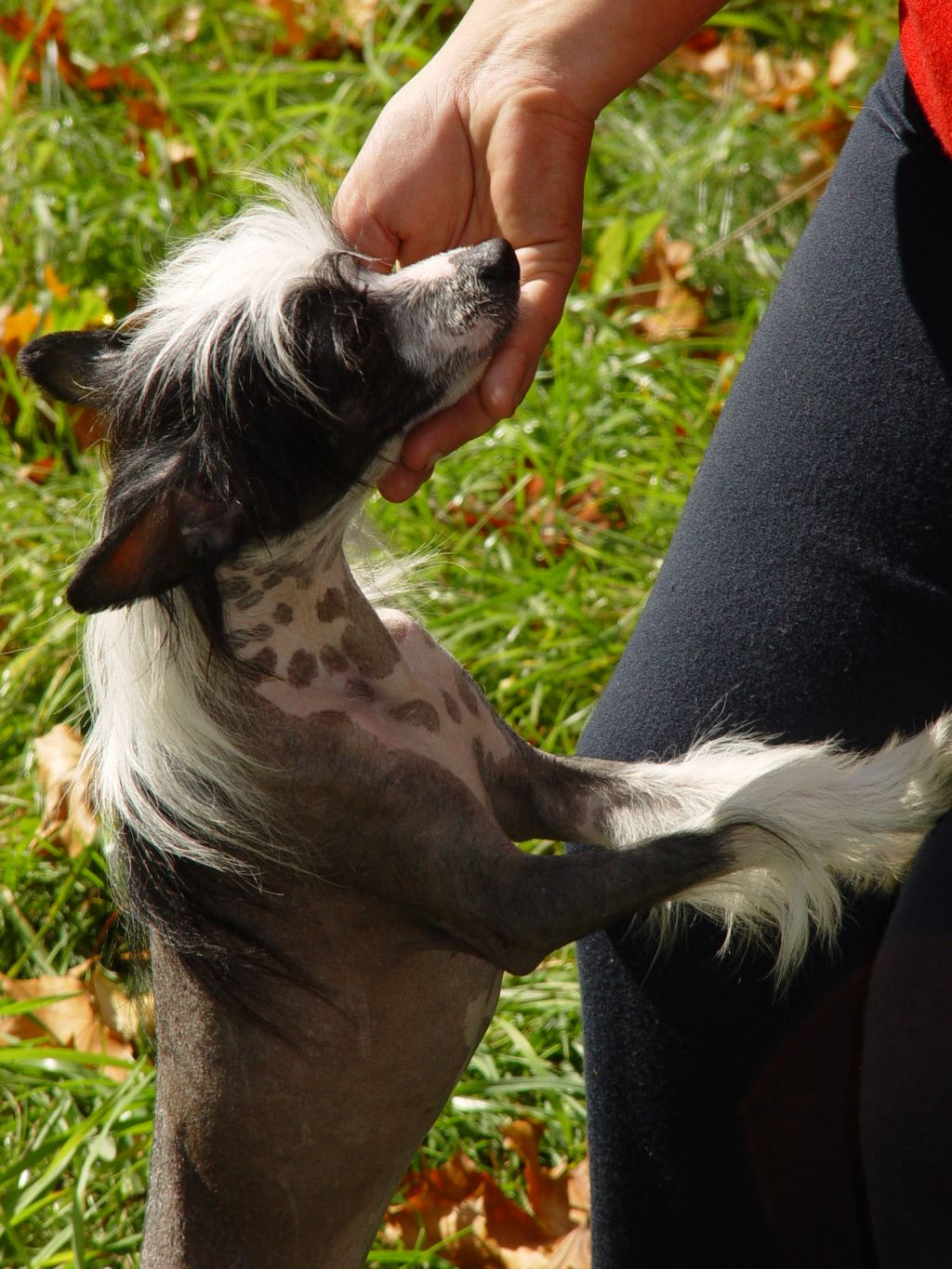 Strong Stael Odeless