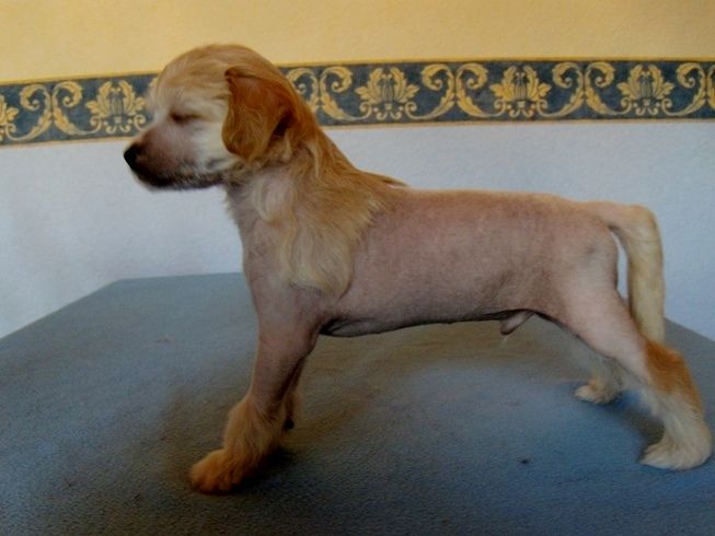 Treasure Guardians  Dragon Heart