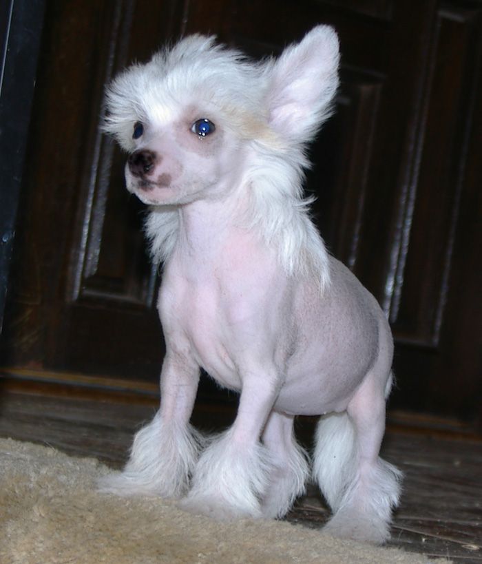 Babylon Aurelia Goddess Of Dawn