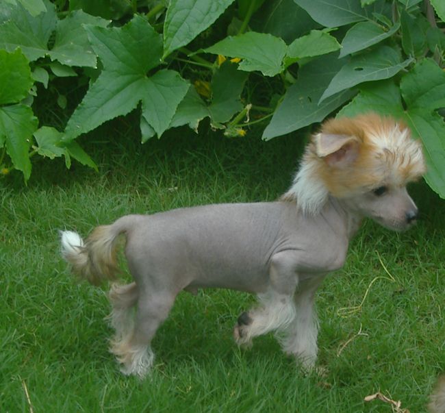 Babylon Red Winged Ares