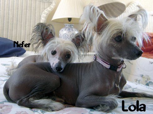 Lyn-Lin's Sweet Lovely Lola